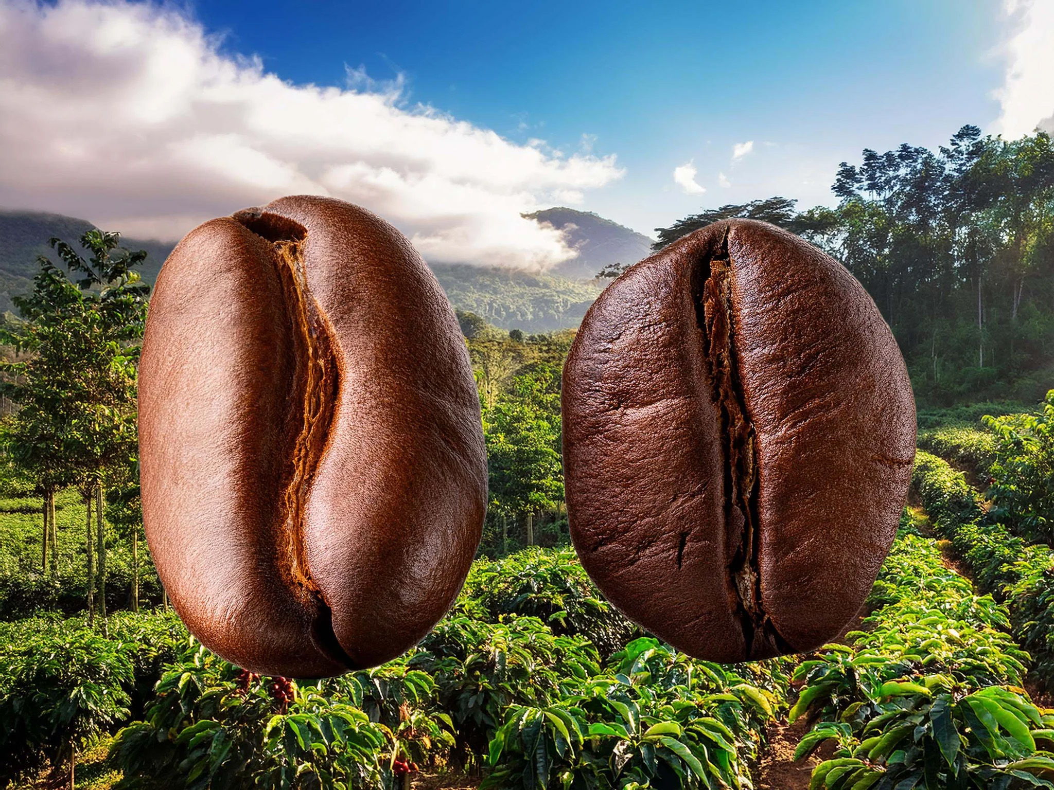 تفاوت عربیکا و روبوستا