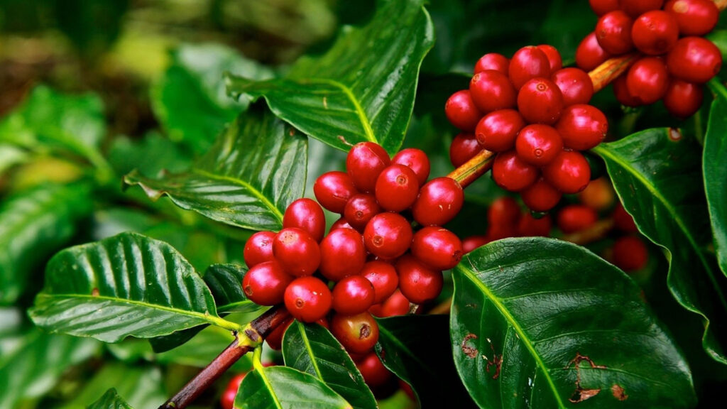 گیلاس قهوه
