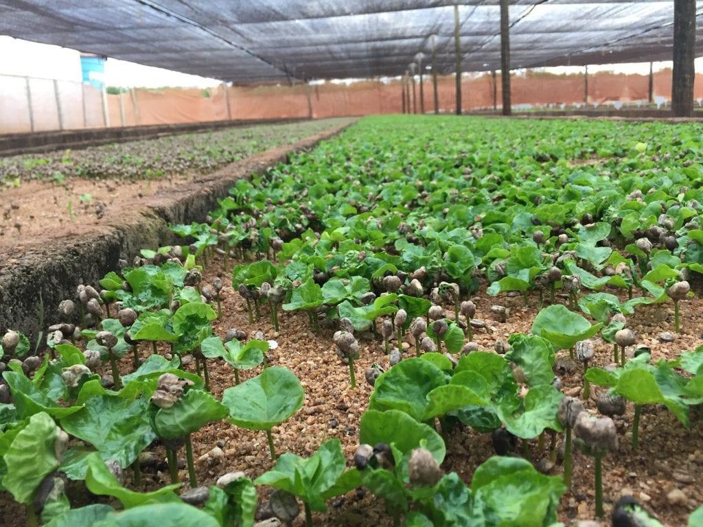 کاشت دانه قهوه در گلخانه