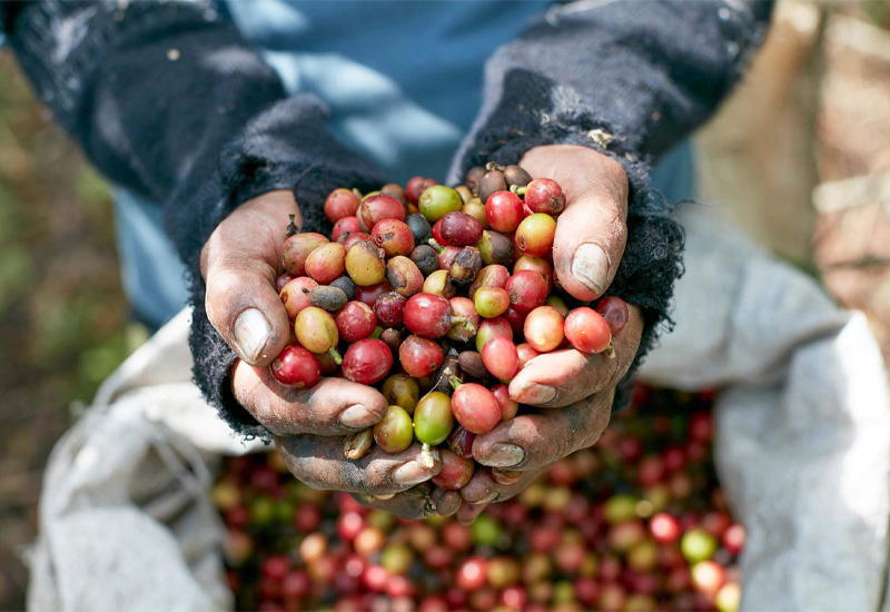 قهوه اسپشیالتی