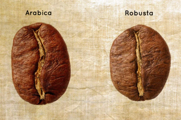 تفاوت در خاستگاه و شرایط رشد عربیکا و روبوستا
